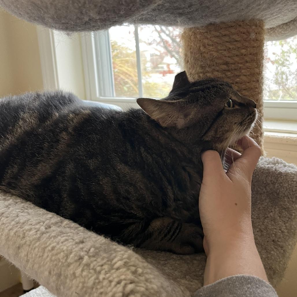 Waverly, a Adoptable Domestic Short Hair in Ashland, MA image 2/4