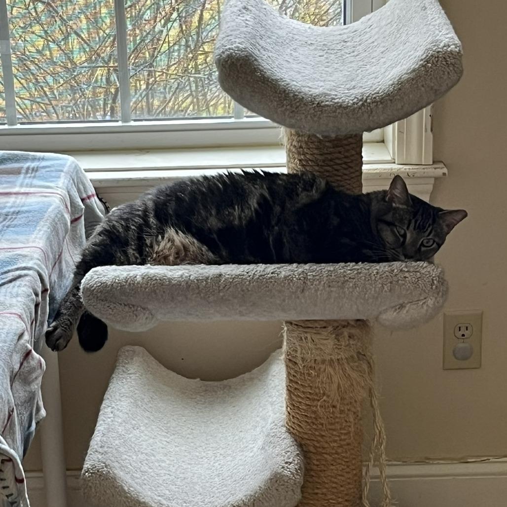 Waverly, a Adoptable Domestic Short Hair in Ashland, MA image 3/4