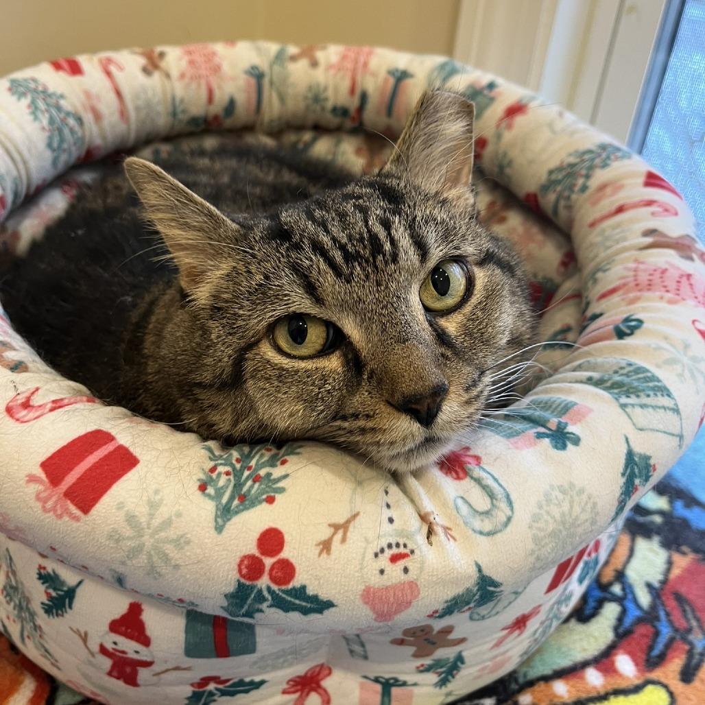 Waverly, a Adoptable Domestic Short Hair in Ashland, MA image 4/4
