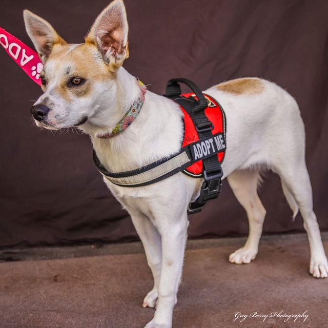 Pearl, a Adopted mixed breed in San Diego, CA image 1/3