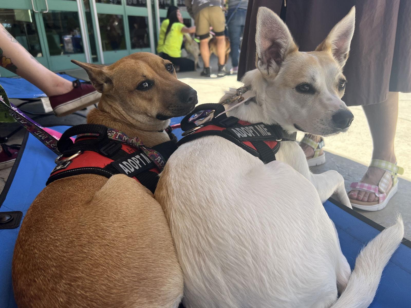 Pearl, a Adopted mixed breed in San Diego, CA image 2/3