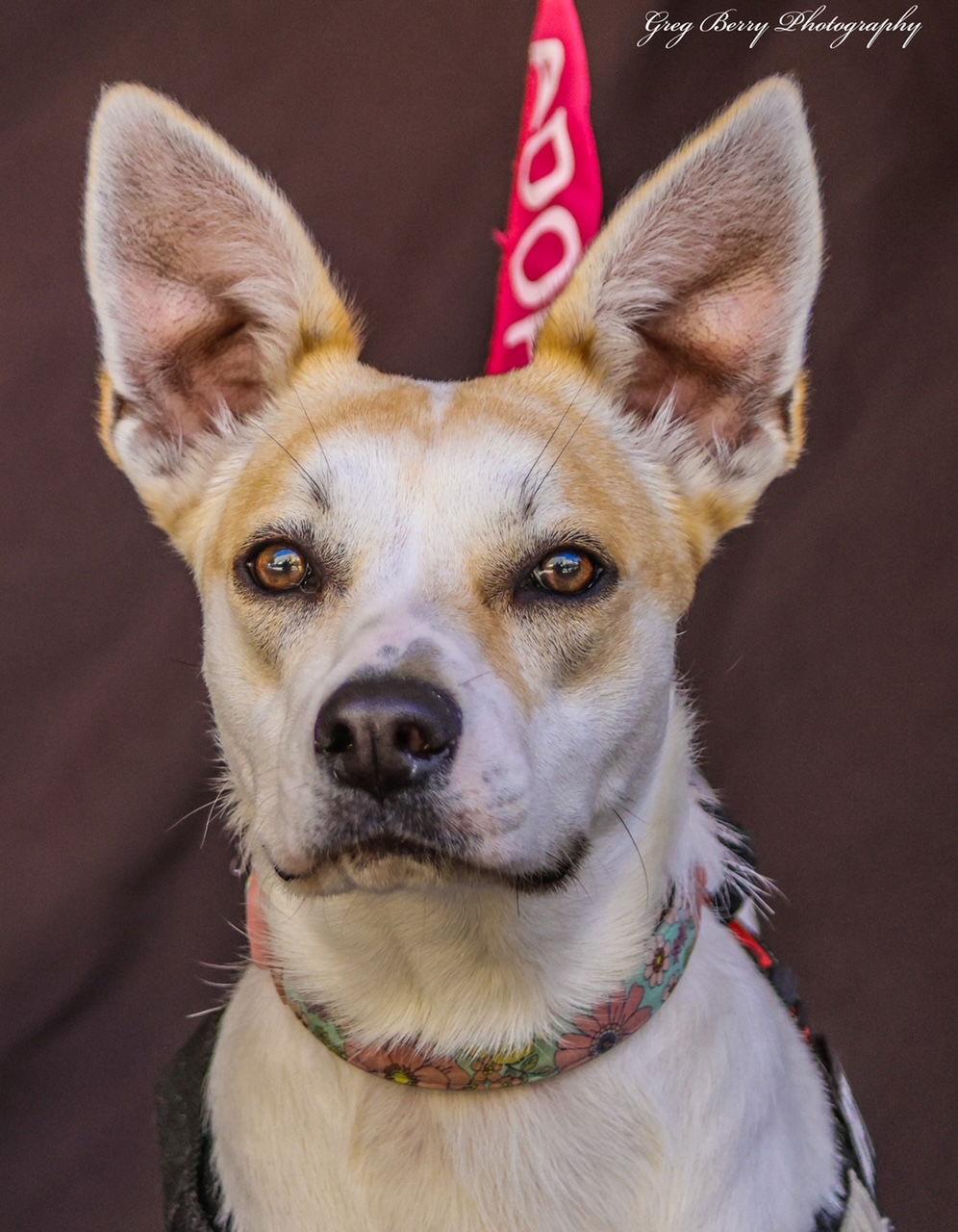 Pearl, a Adopted mixed breed in San Diego, CA image 3/3