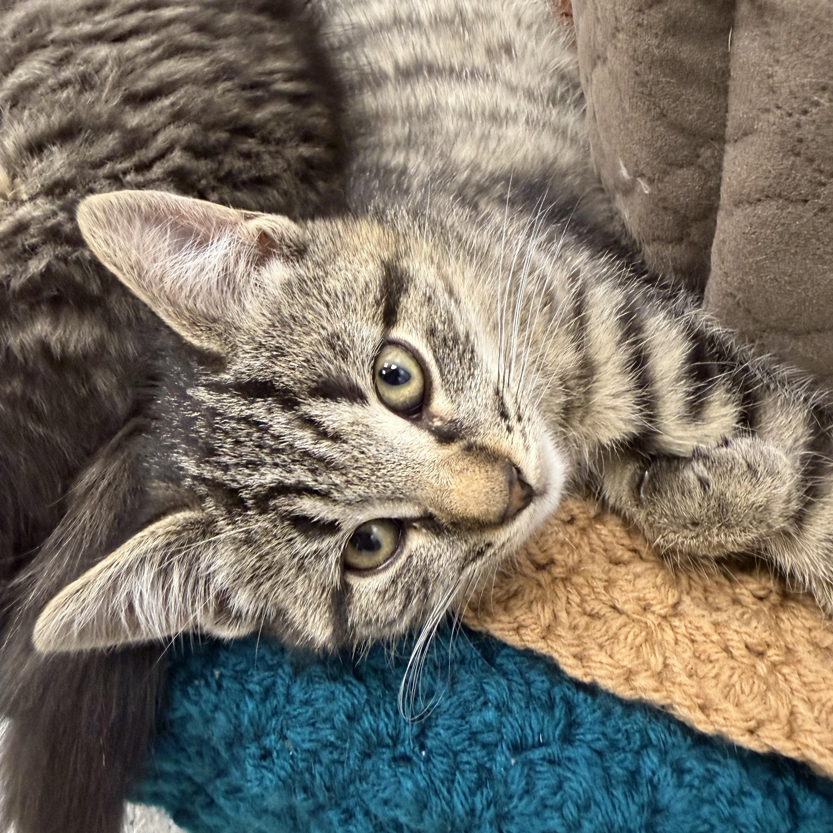 Lana, Adoptable, Kitten Female Domestic Short Hair.