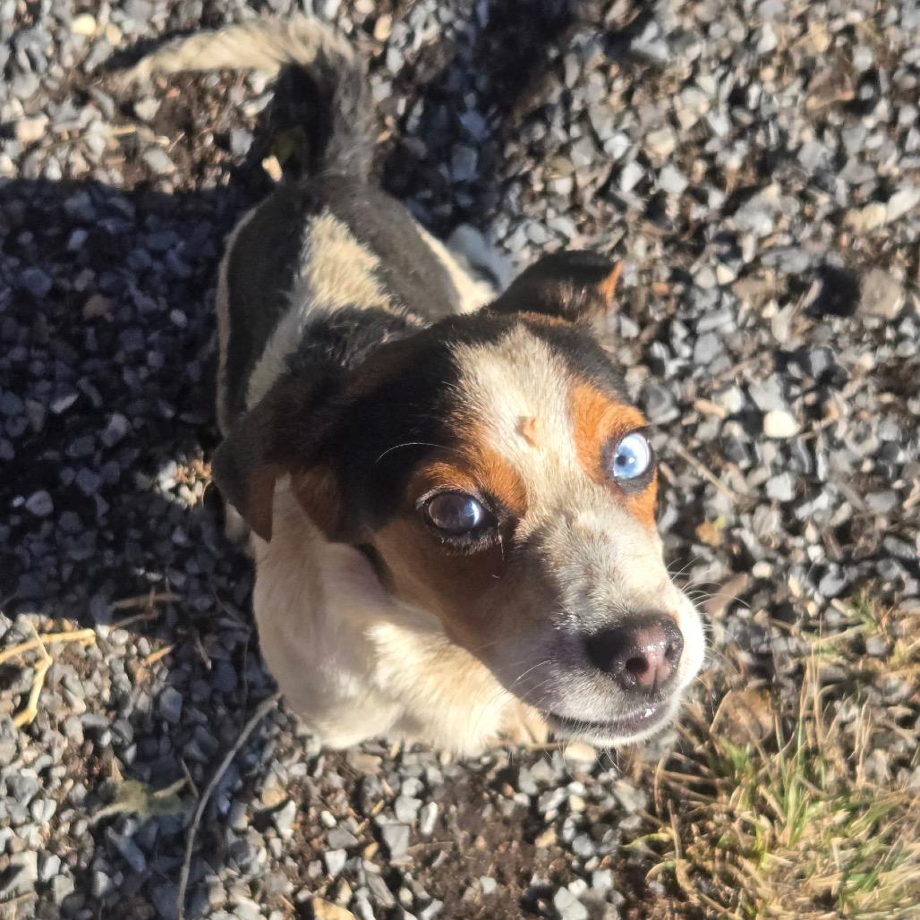 Bert, Adoptable, Young Male Beagle.