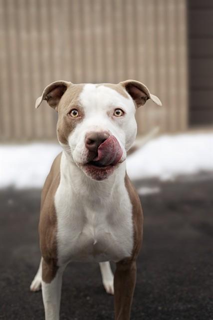BEANS, Adoptable, Young Male Pit Bull Terrier & Mixed Breed.