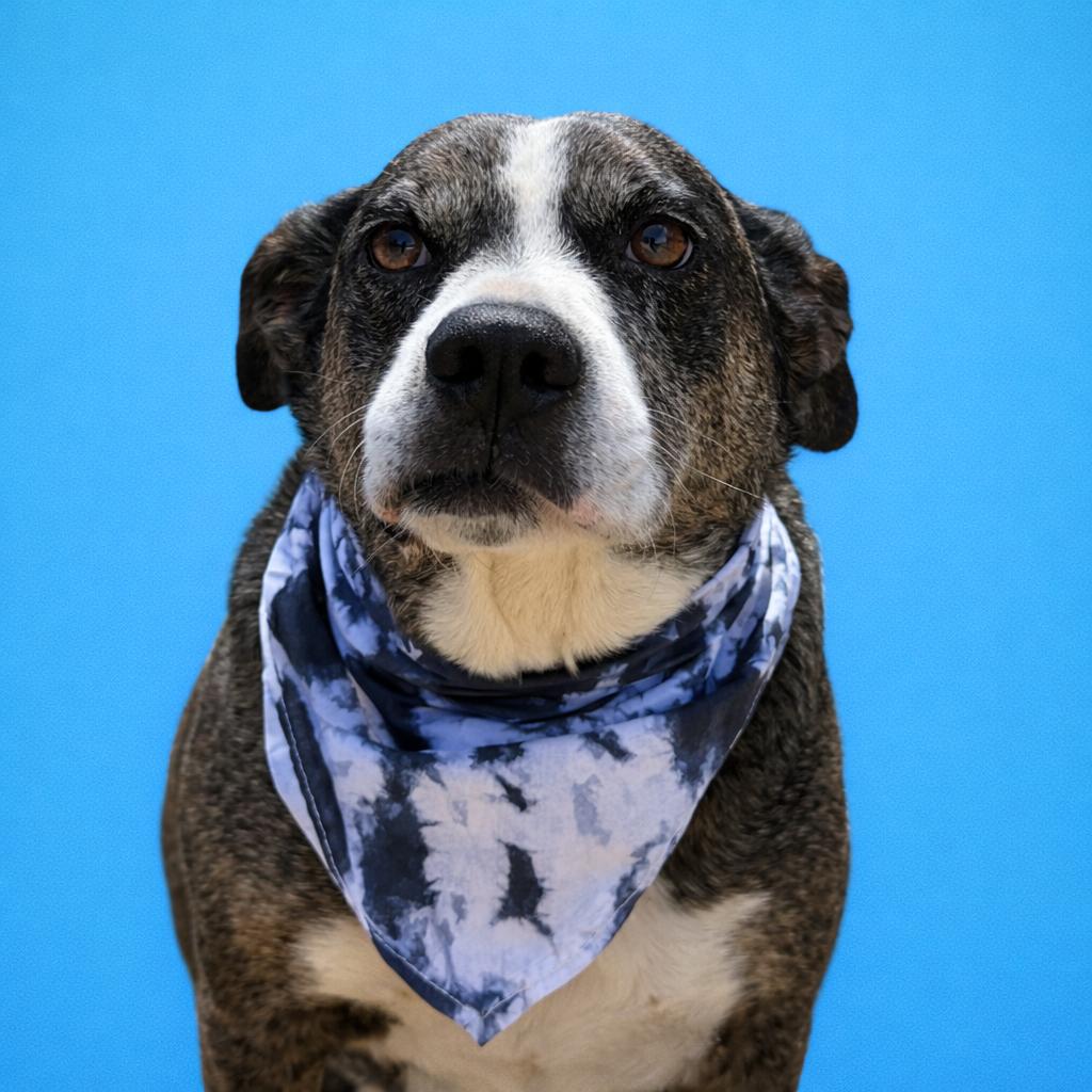 Teddy, Adoptable, Senior Male Cattle Dog.