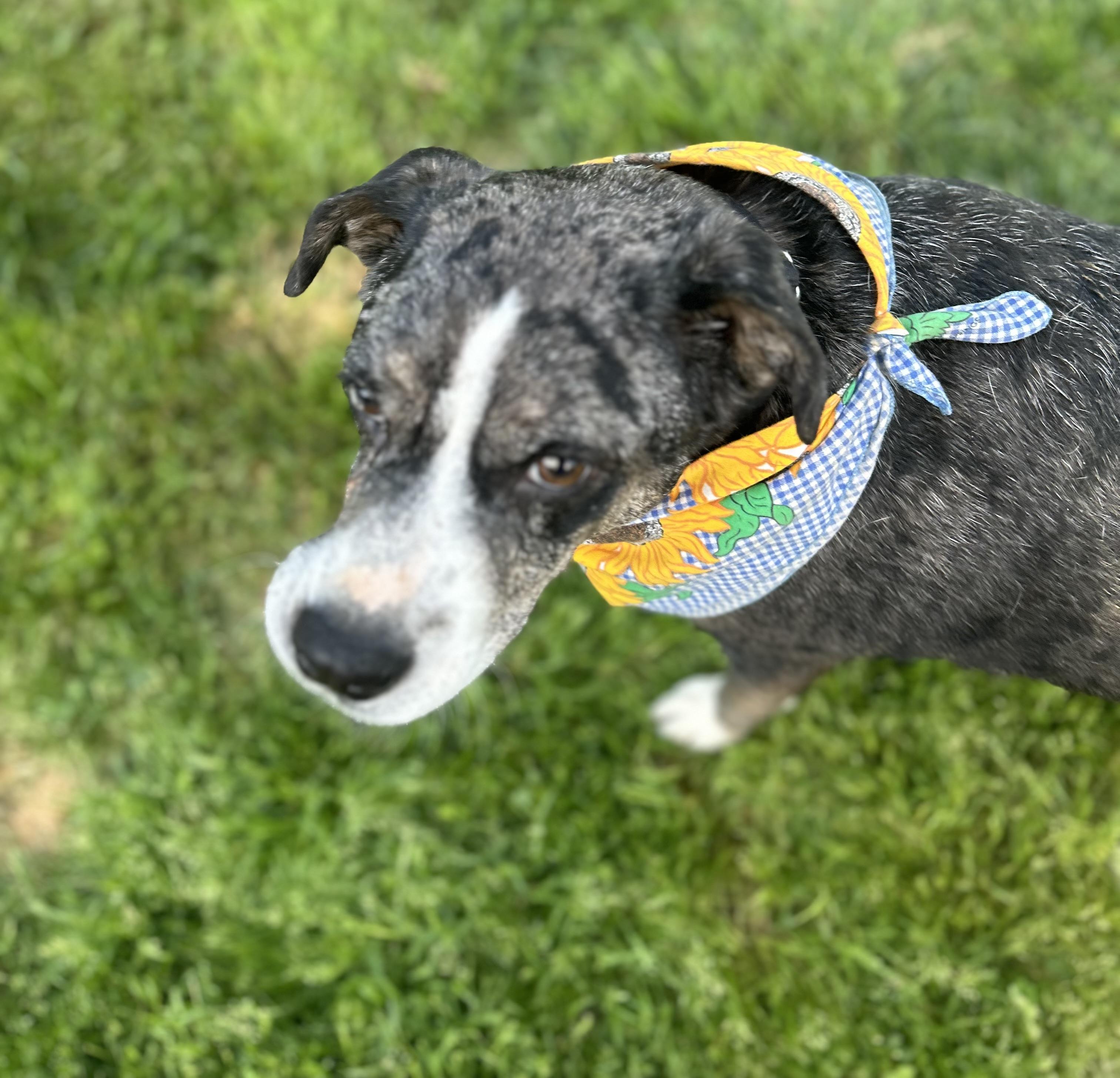 Teddy, a Adoptable mixed breed in Scottsville, KY image 1/6