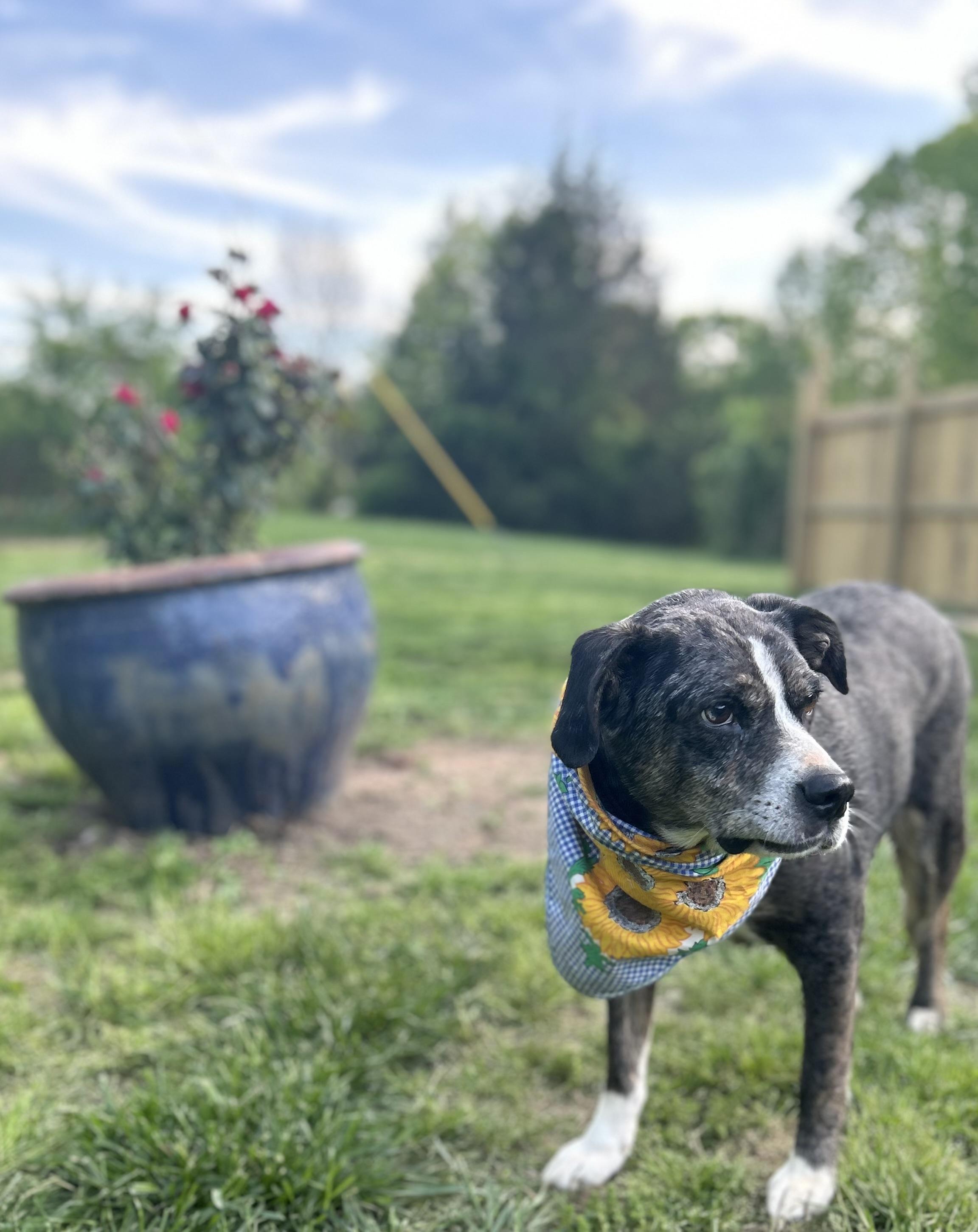 Teddy, a Adoptable mixed breed in Scottsville, KY image 2/6