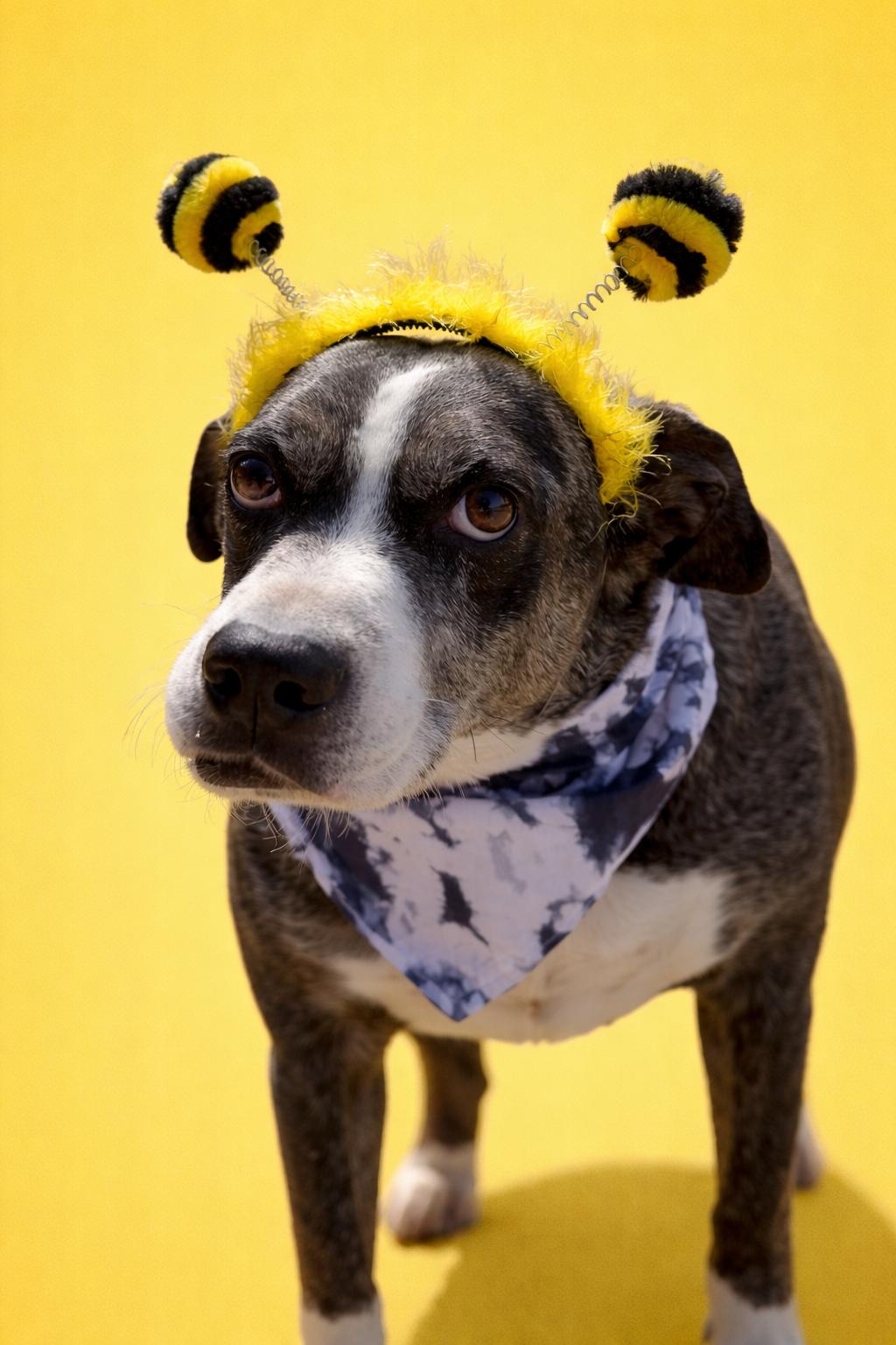 Enlarge Teddy, a Adoptable mixed breed in Scottsville, KY image 2/6