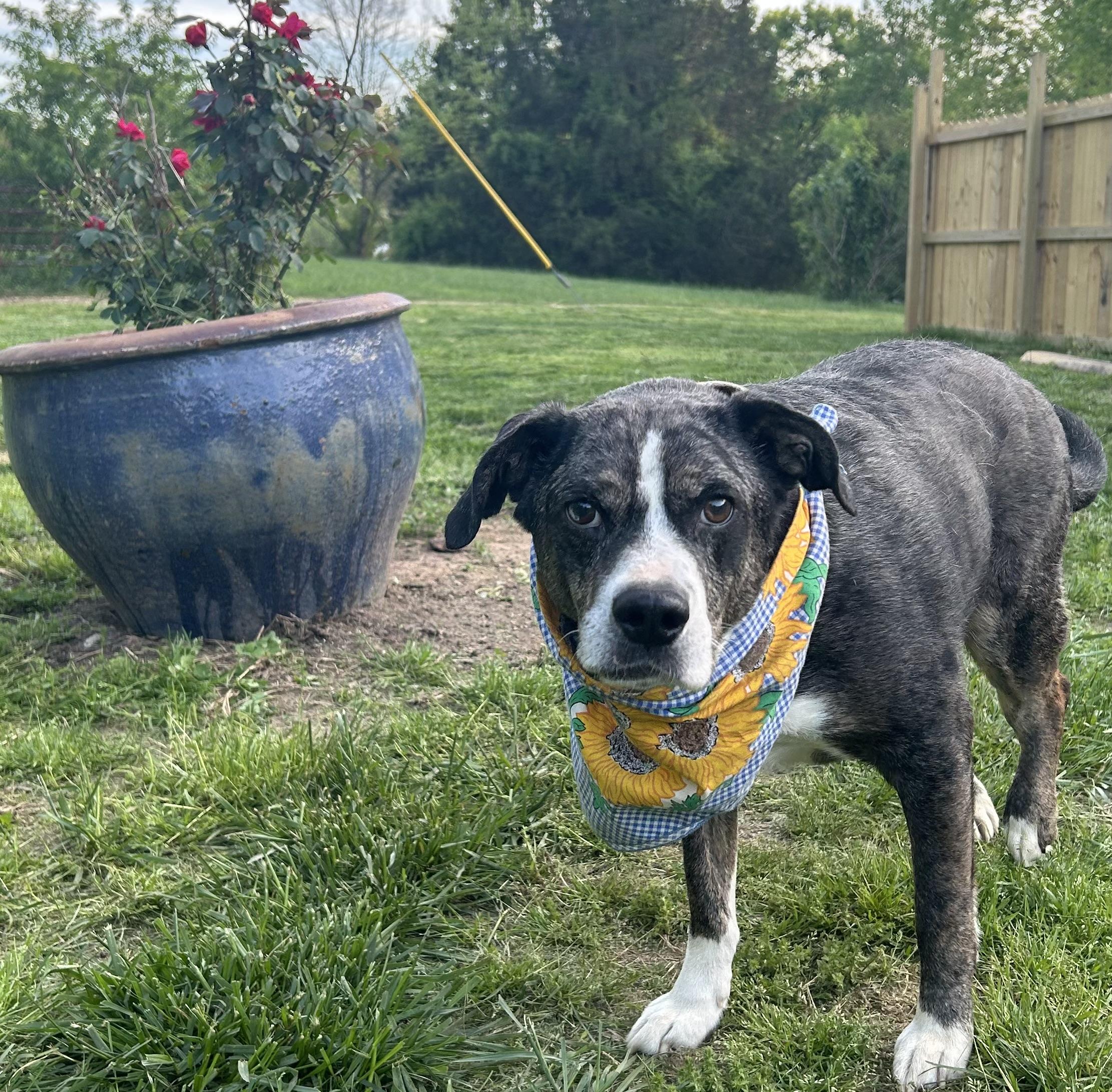 Teddy, a Adoptable mixed breed in Scottsville, KY image 4/6