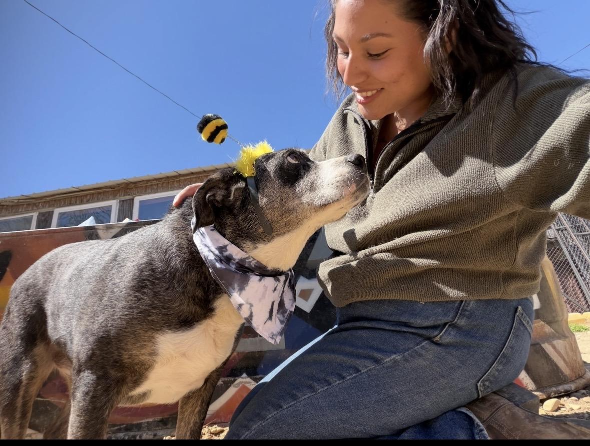 Enlarge Teddy, a Adoptable mixed breed in Scottsville, KY image 4/6