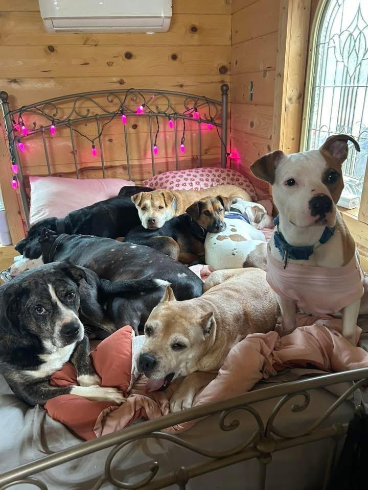 Enlarge Teddy, a Adoptable mixed breed in Scottsville, KY image 5/6