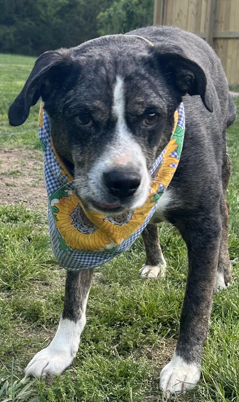 Teddy, a Adoptable mixed breed in Scottsville, KY image 5/6