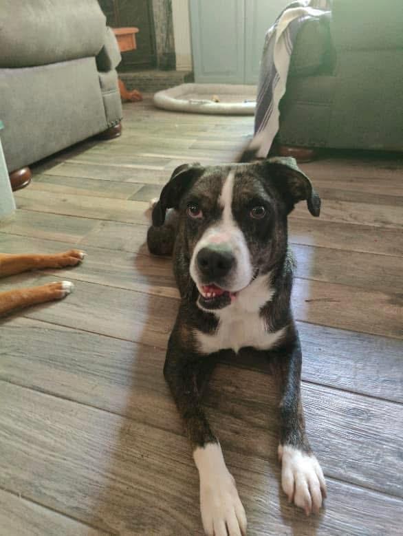 Enlarge Teddy, a Adoptable mixed breed in Scottsville, KY image 3/6