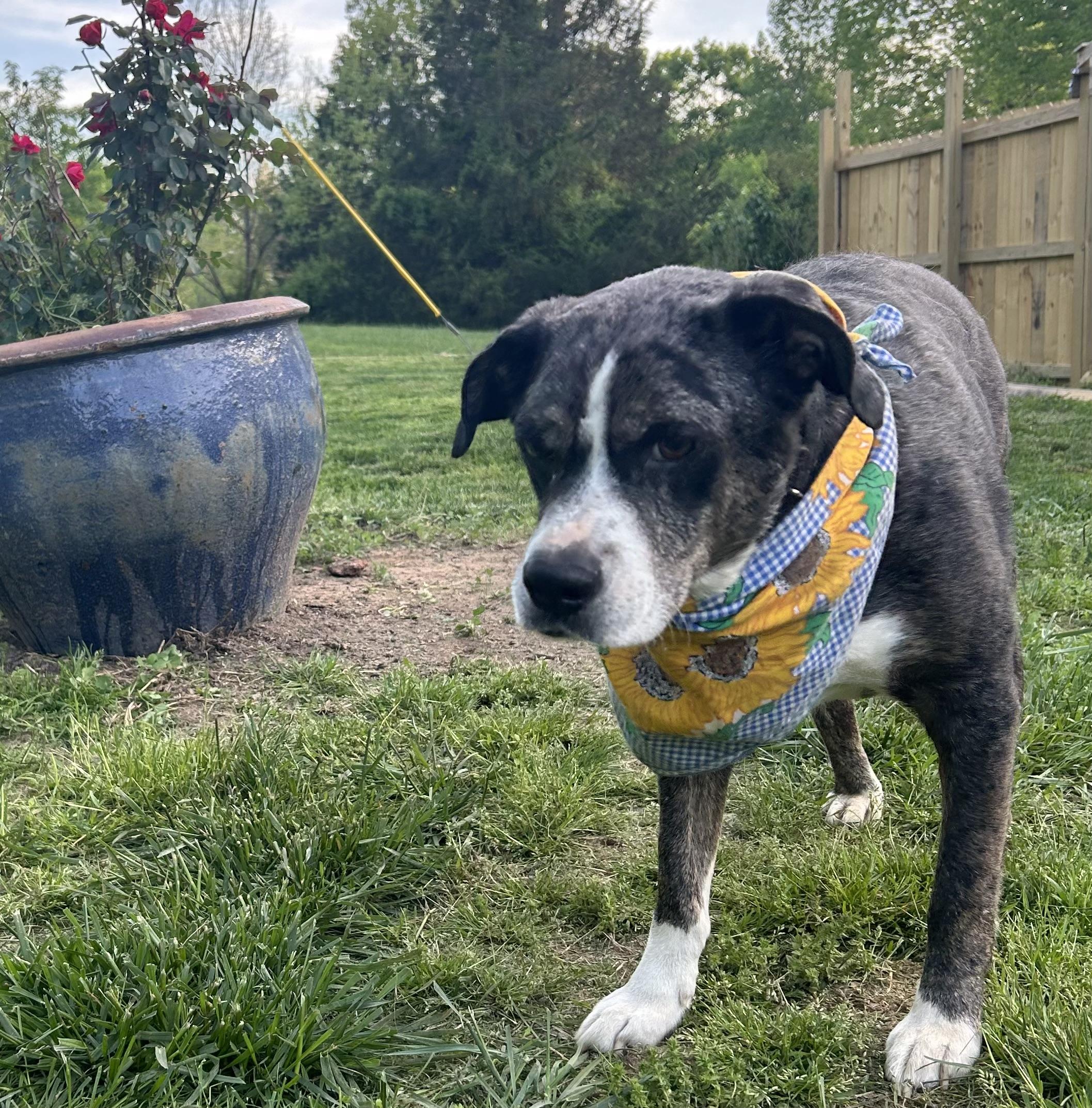 Teddy, a Adoptable mixed breed in Scottsville, KY image 6/6