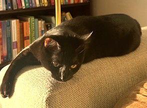 Binx (bonded with Granola), Adopted, Kitten Male Domestic Short Hair.