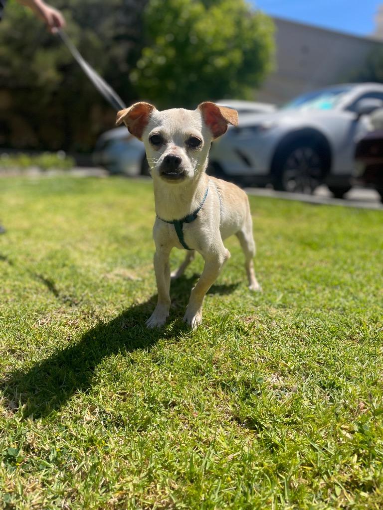 Enlarge Torrin, a Adoptable mixed breed in Thousand Oaks, CA image 1/3
