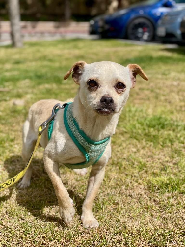 Torrin, Adoptable, Adult Male Mixed Breed.