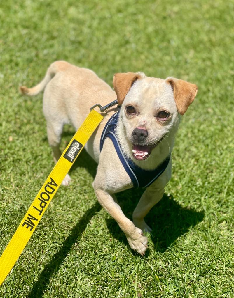 Enlarge Torrin, a Adoptable mixed breed in Thousand Oaks, CA image 2/3