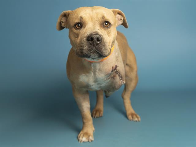 Enlarge CARMEN, a Adoptable Pit Bull Terrier in Phoenix, AZ image 2/2