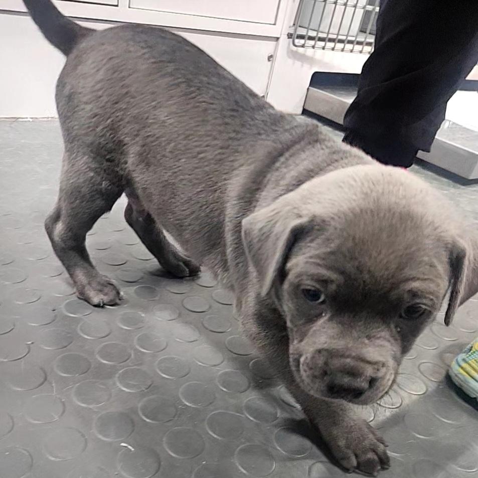 Greyson - "Puppy Power", a Adoptable Mixed Breed image 2/5