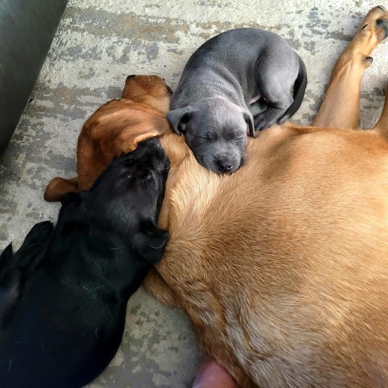 Greyson - "Puppy Power", a Adoptable Mixed Breed image 5/5