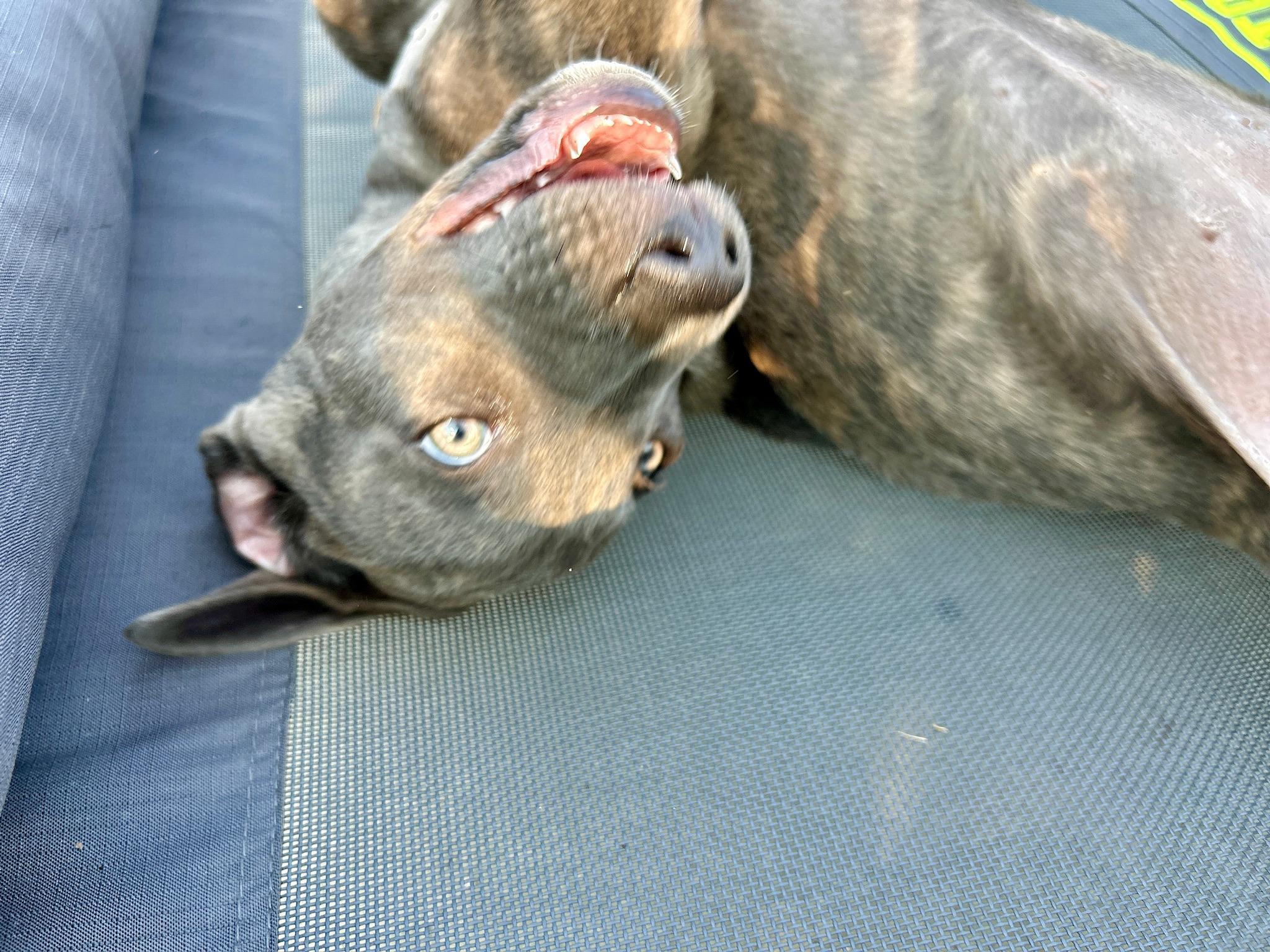Suki thumbnail 2