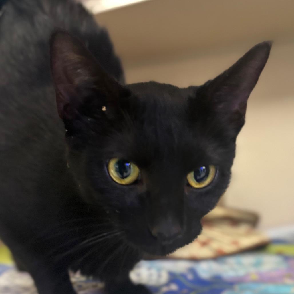 Sabrina, Adoptable, Young Female Domestic Short Hair.