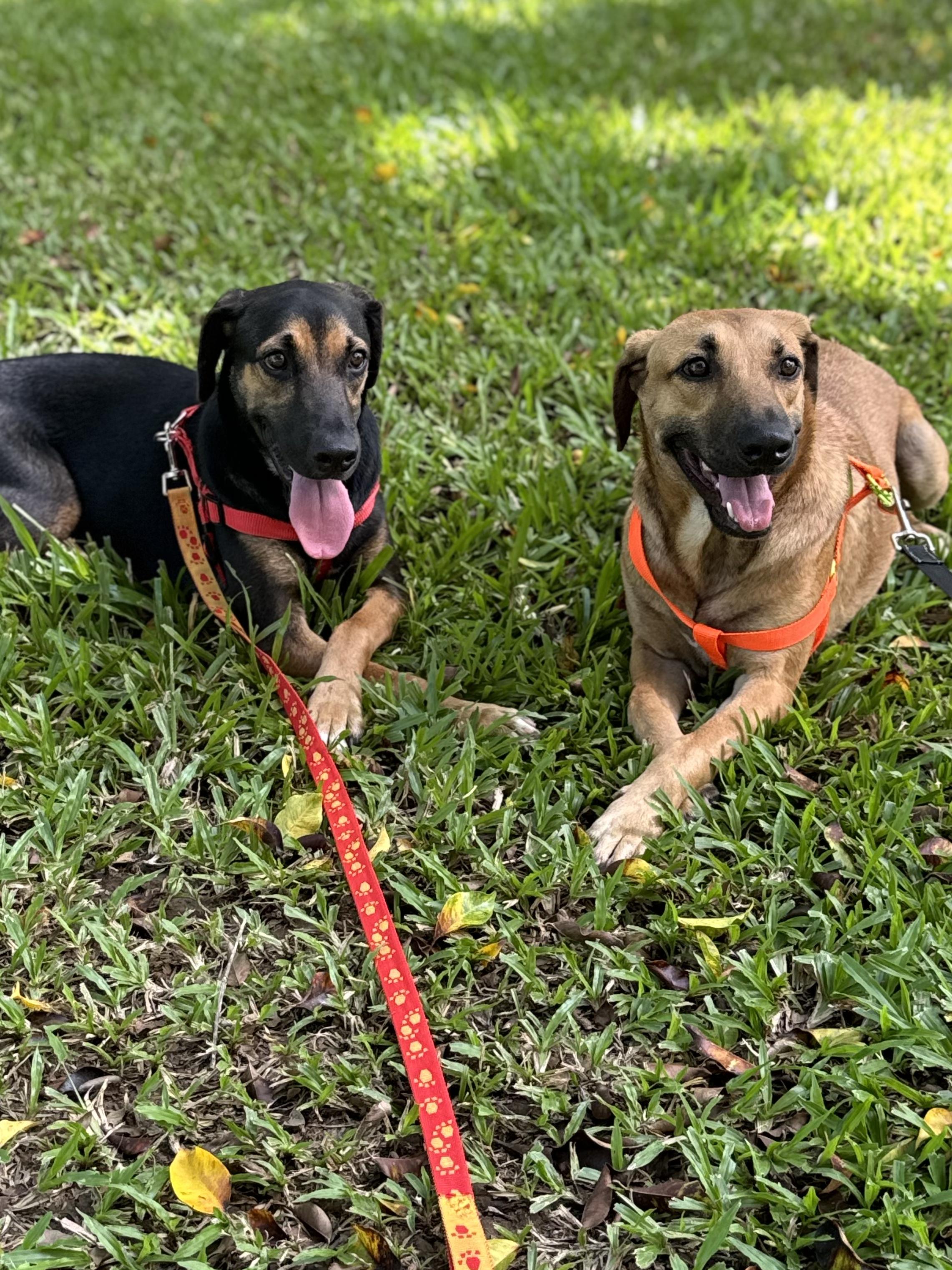 ARNOLD Y ARCHIE