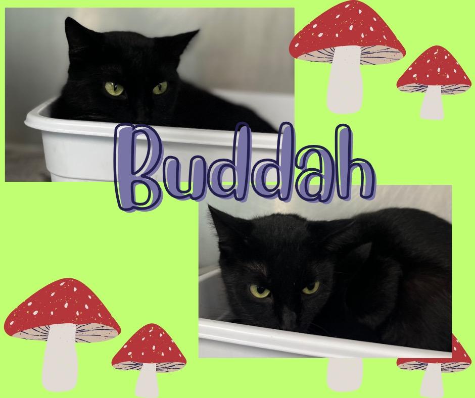 Buddah, a Adoptable mixed breed in Hopkinsville, KY image 1/4