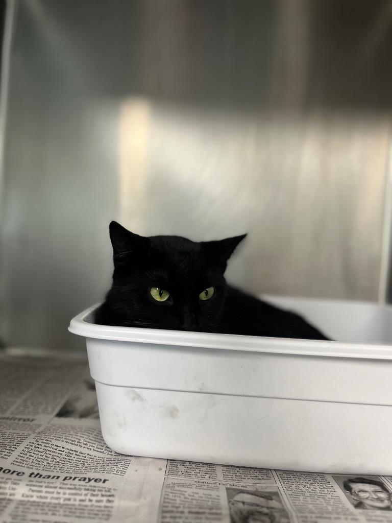 Buddah, a Adoptable mixed breed in Hopkinsville, KY image 2/4