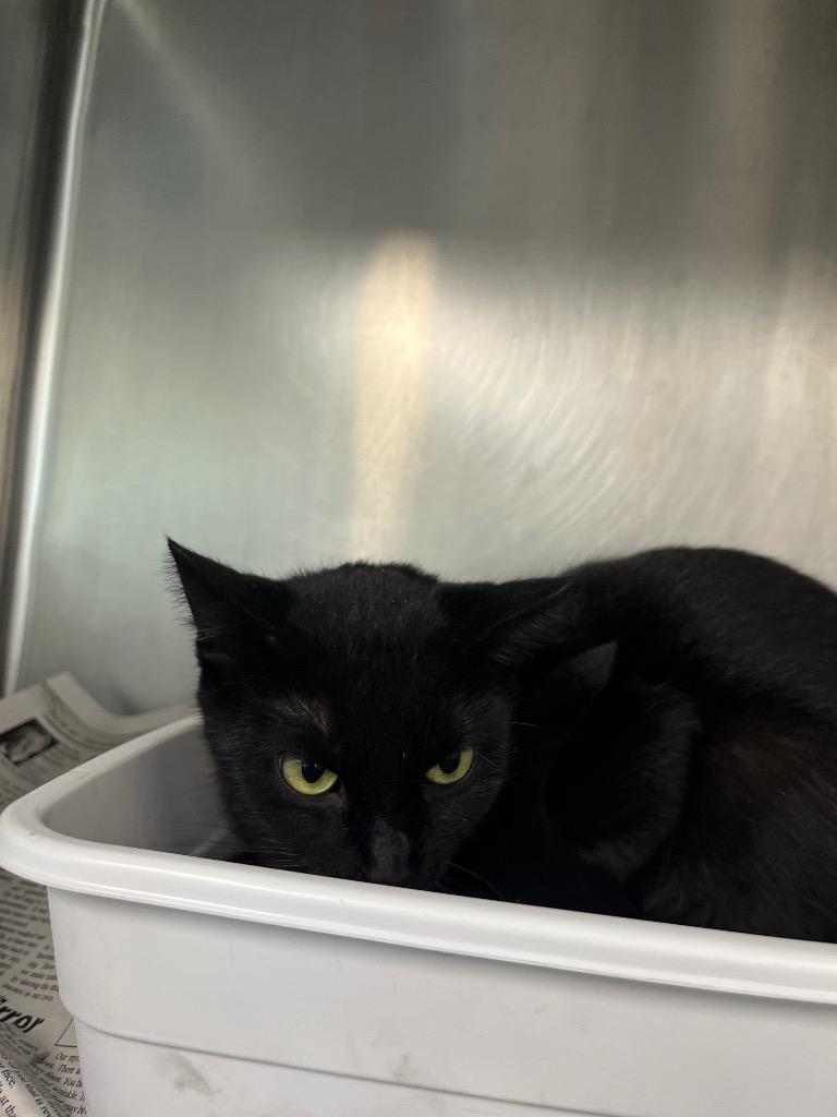 Buddah, a Adoptable mixed breed in Hopkinsville, KY image 3/4