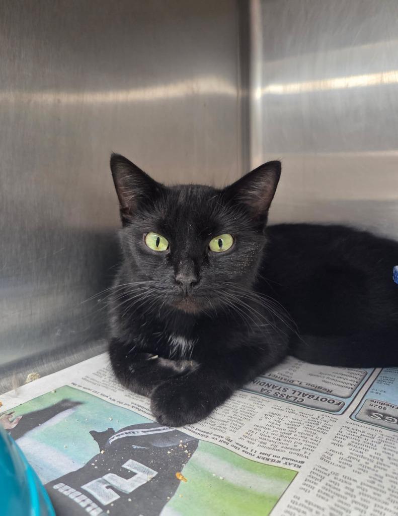 Buddah, a Adoptable mixed breed in Hopkinsville, KY image 4/4