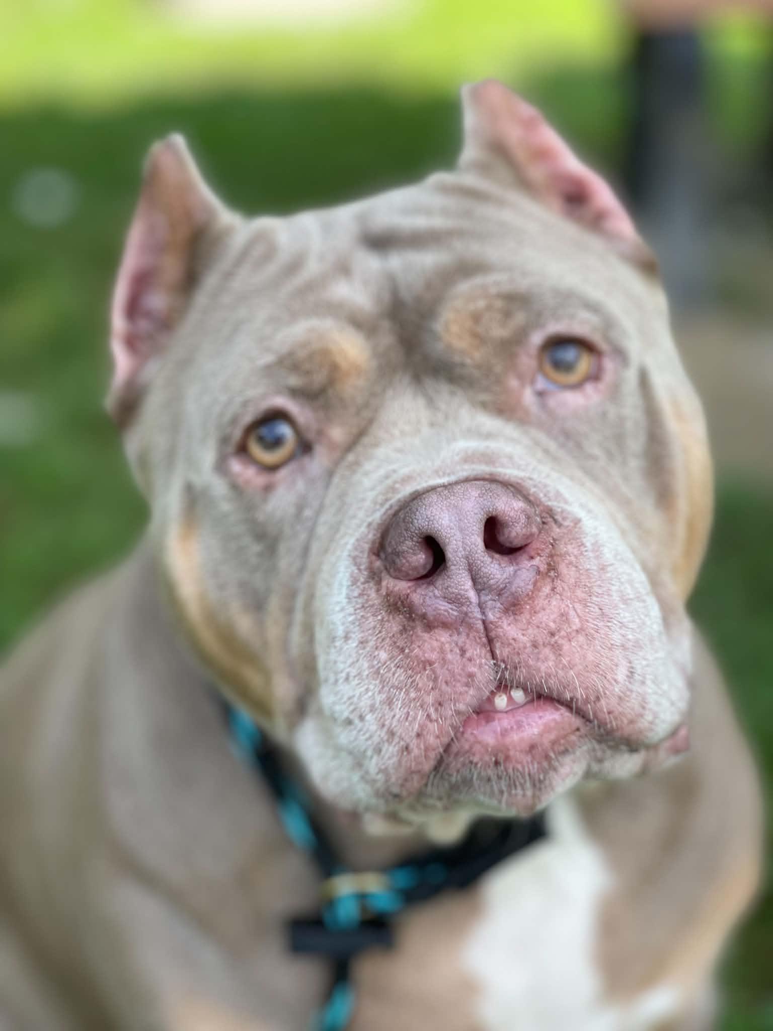 Charlette (in a FOSTER home), Adoptable, Adult Female Pit Bull Terrier.