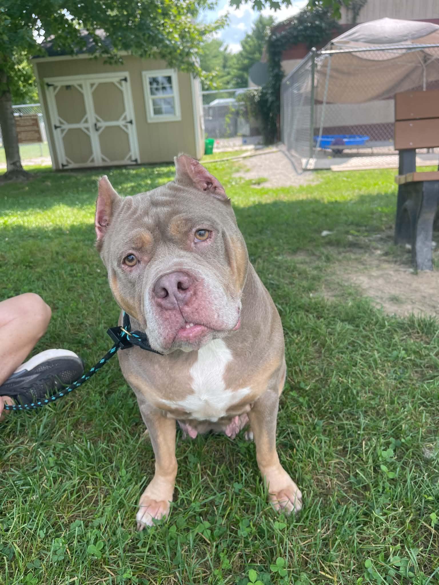 Enlarge Charlette (in a FOSTER home), a Adoptable mixed breed in Springfield, IL image 2/4