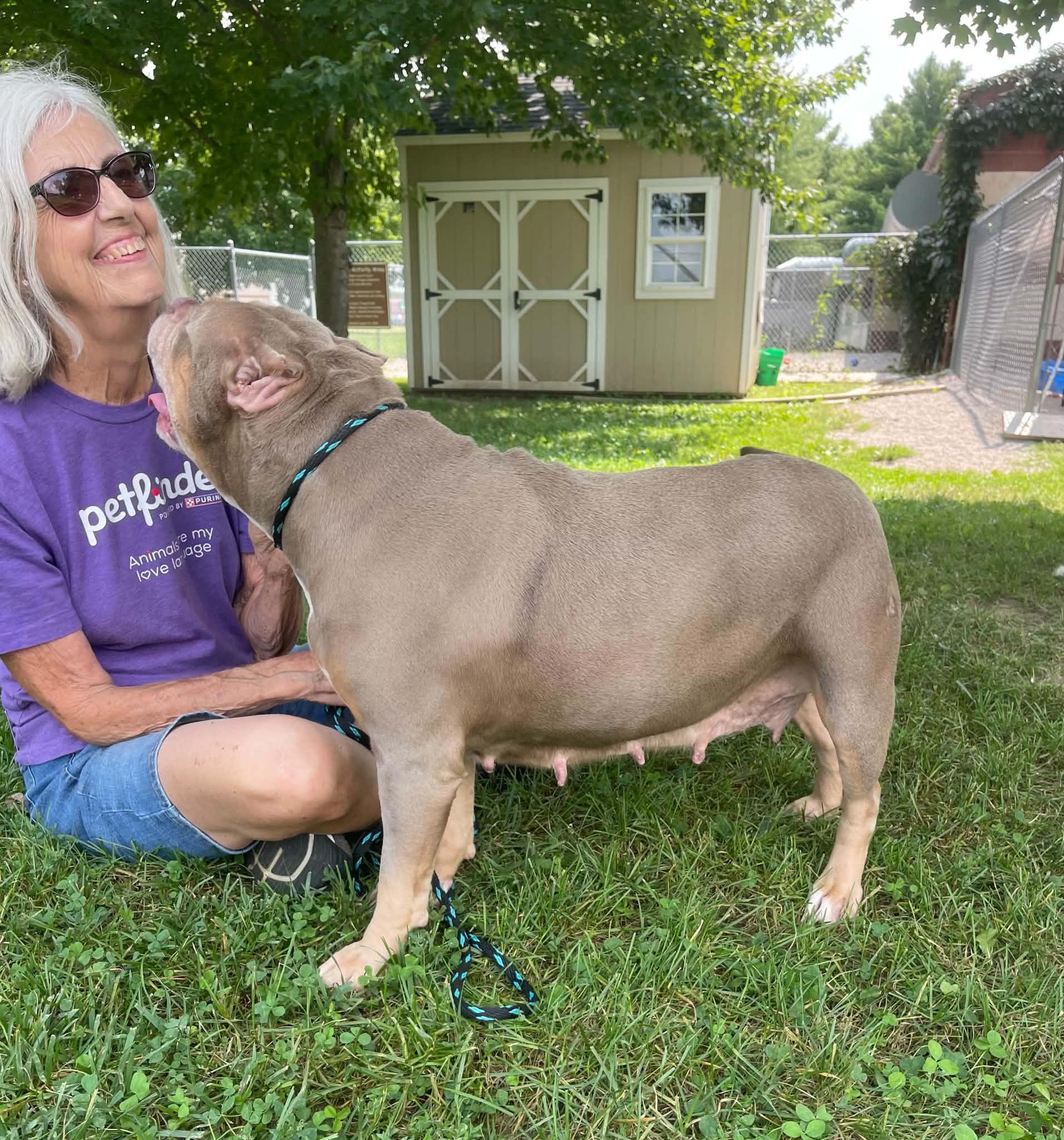 Enlarge Charlette (in a FOSTER home), a Adoptable mixed breed in Springfield, IL image 3/4