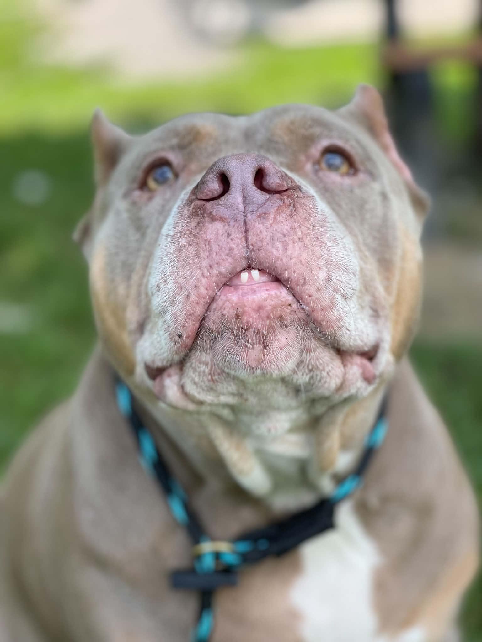 Enlarge Charlette (in a FOSTER home), a Adoptable mixed breed in Springfield, IL image 4/4