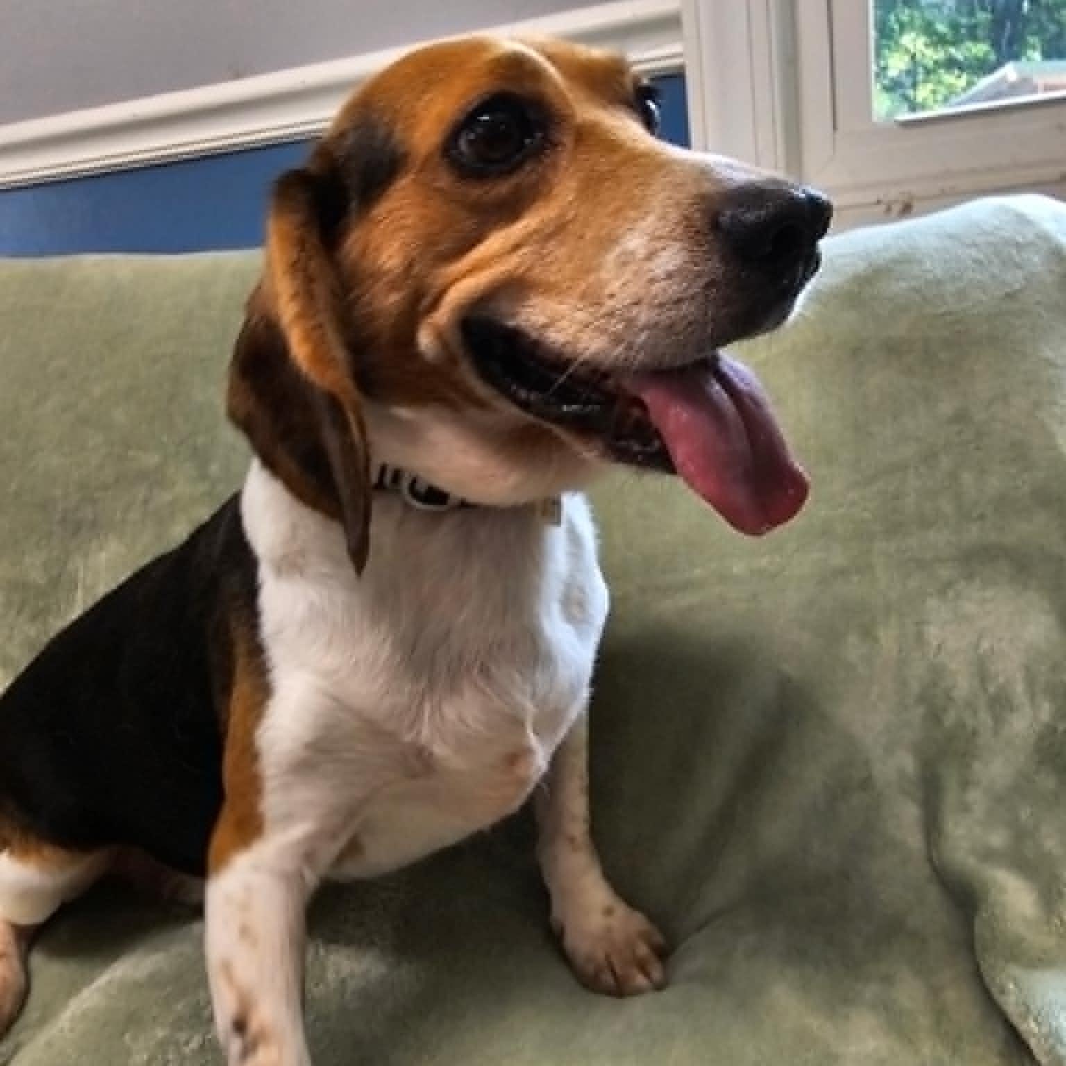 Bubba, a ADOPTABLE Beagle in Sunderland, MD image 2/2