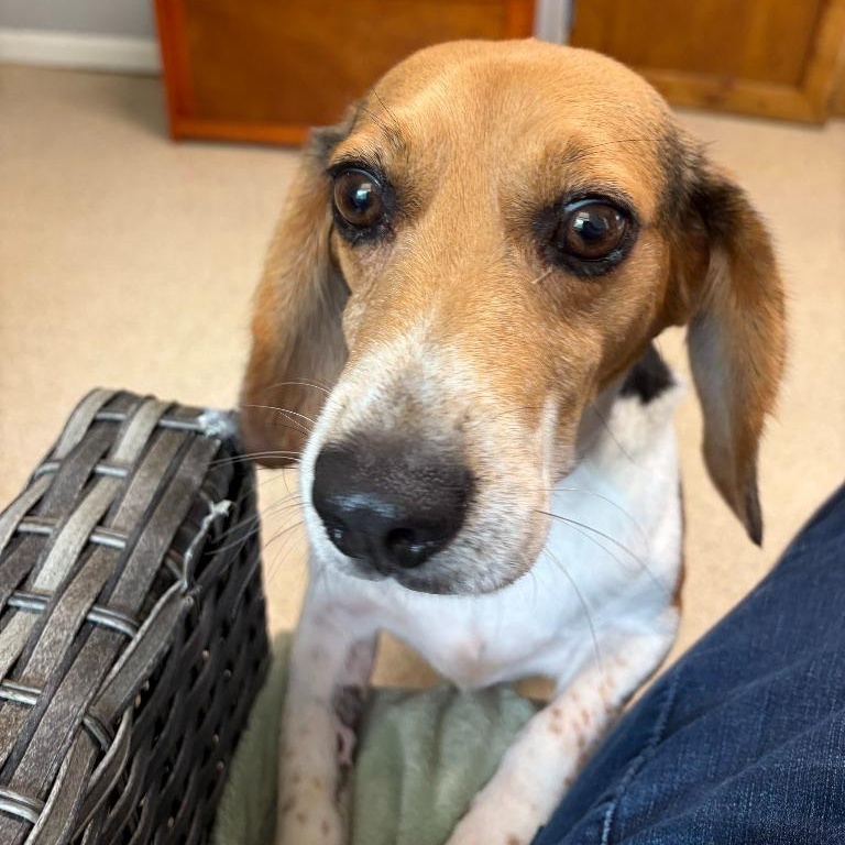 Bubba, ADOPTABLE, Young Male Beagle.