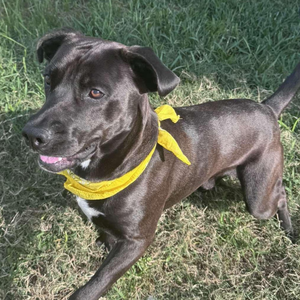 Enlarge Rascal, a Adoptable mixed breed in Portland, OR image 1/6