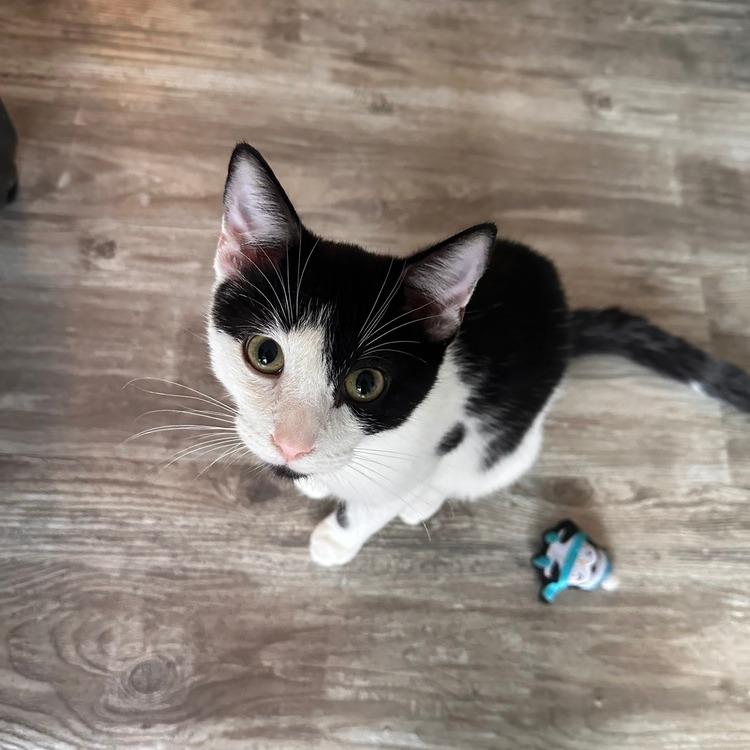 Puck, Adoptable, Adult Male Domestic Short Hair.