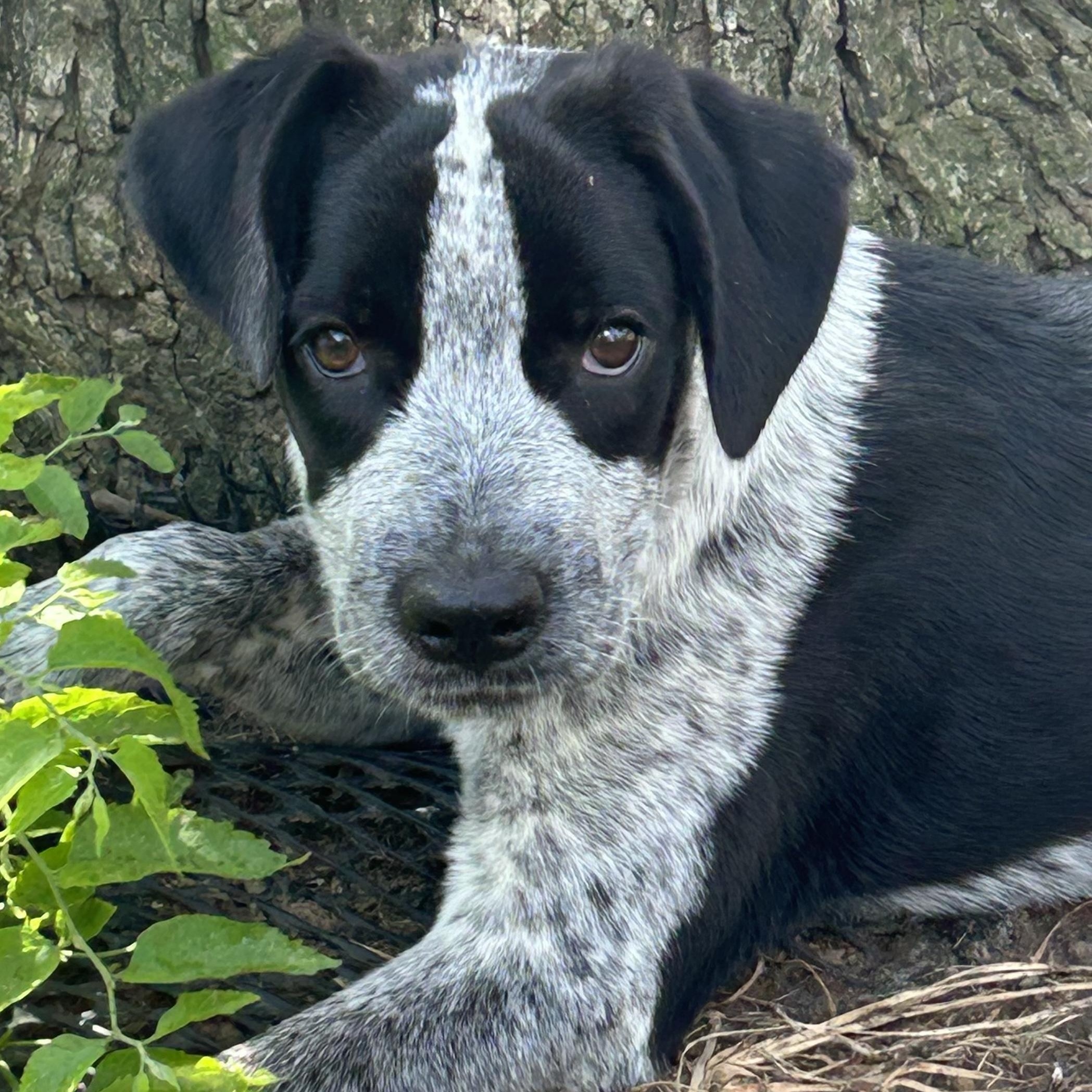 Enlarge Patrick, a Adoptable mixed breed in Milford , CT image 1/6