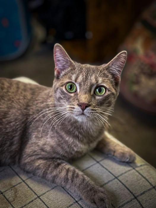 Jocelyn, ADOPTABLE, Adult Female Domestic Short Hair.