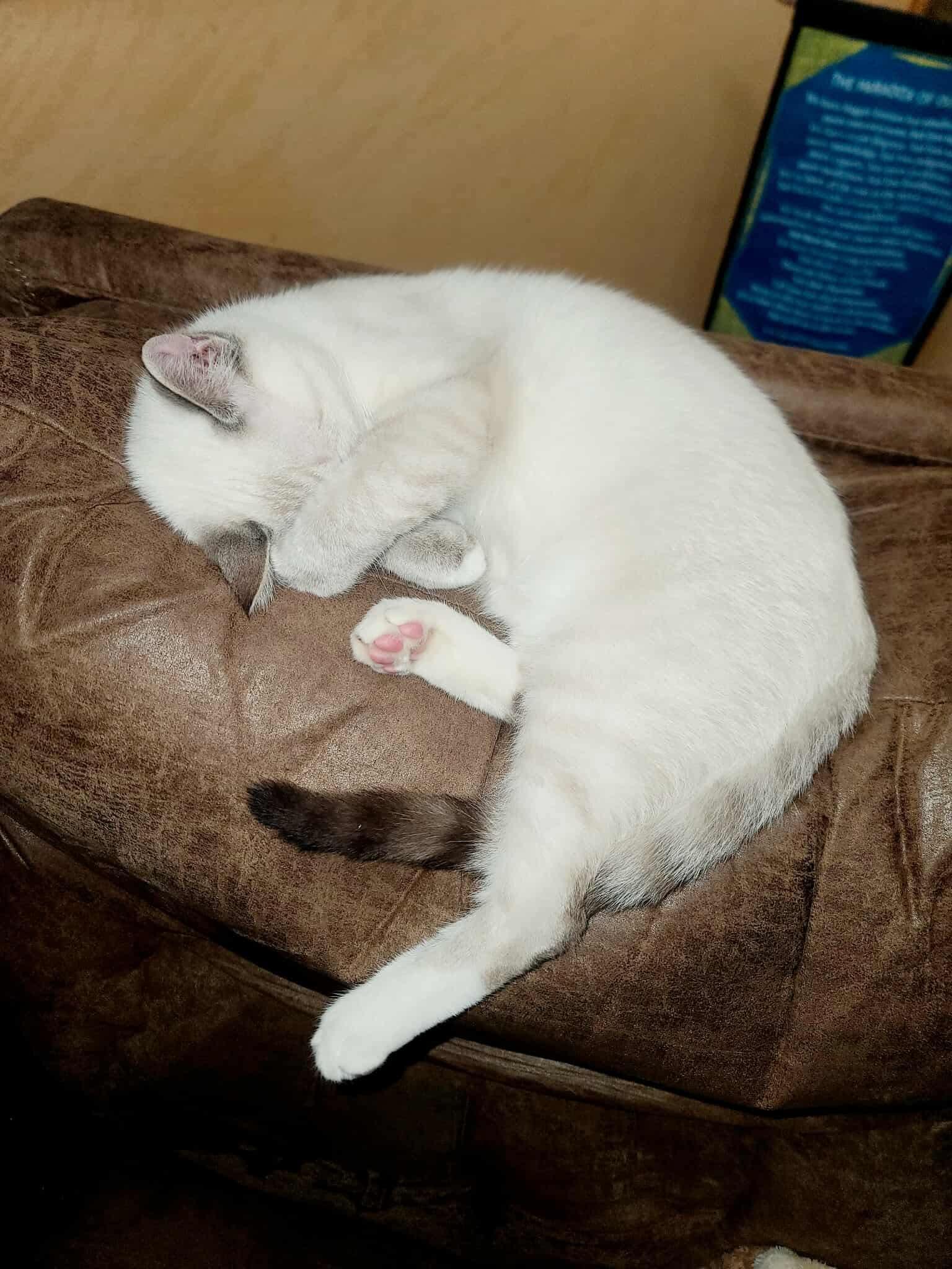 Catrick Swayze