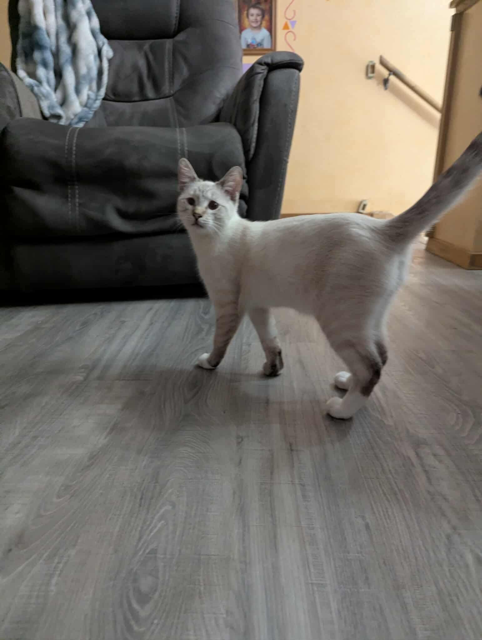 Catrick Swayze, an adopted Domestic Short Hair in Sioux Falls, SD image 2/2