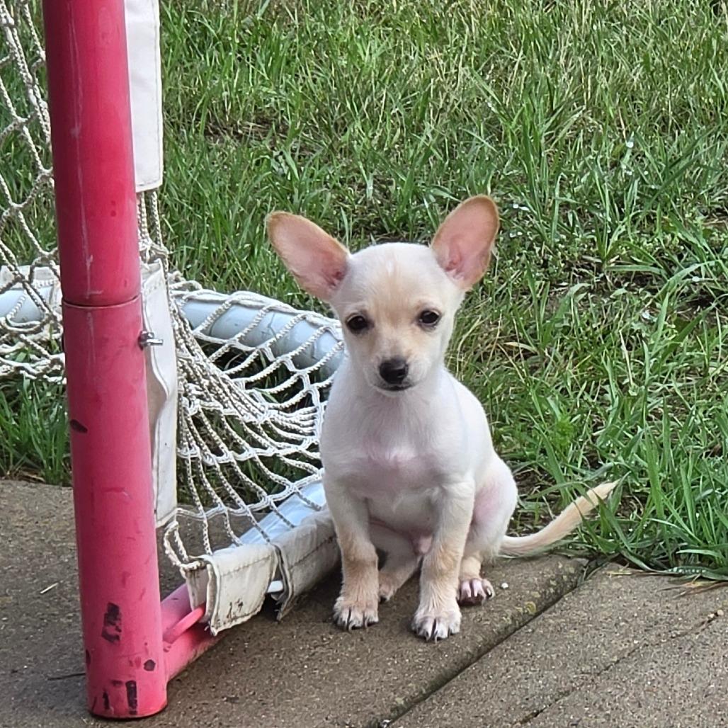 Alfie, a Adoptable mixed breed in Alma, WI image 1/4