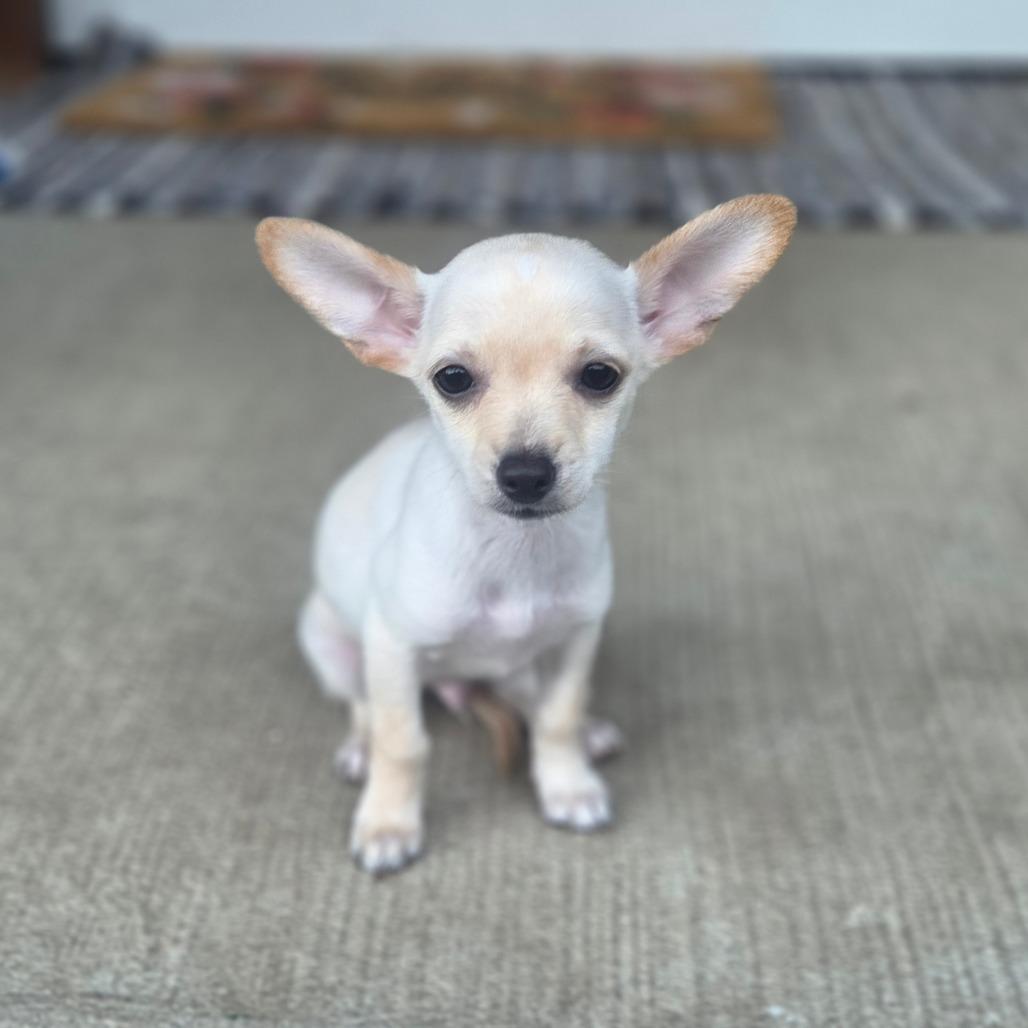 Alfie, a Adoptable mixed breed in Alma, WI image 2/4