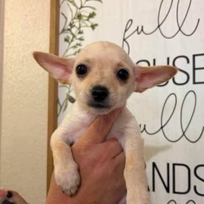 Alfie, a Adoptable mixed breed in Alma, WI image 3/4