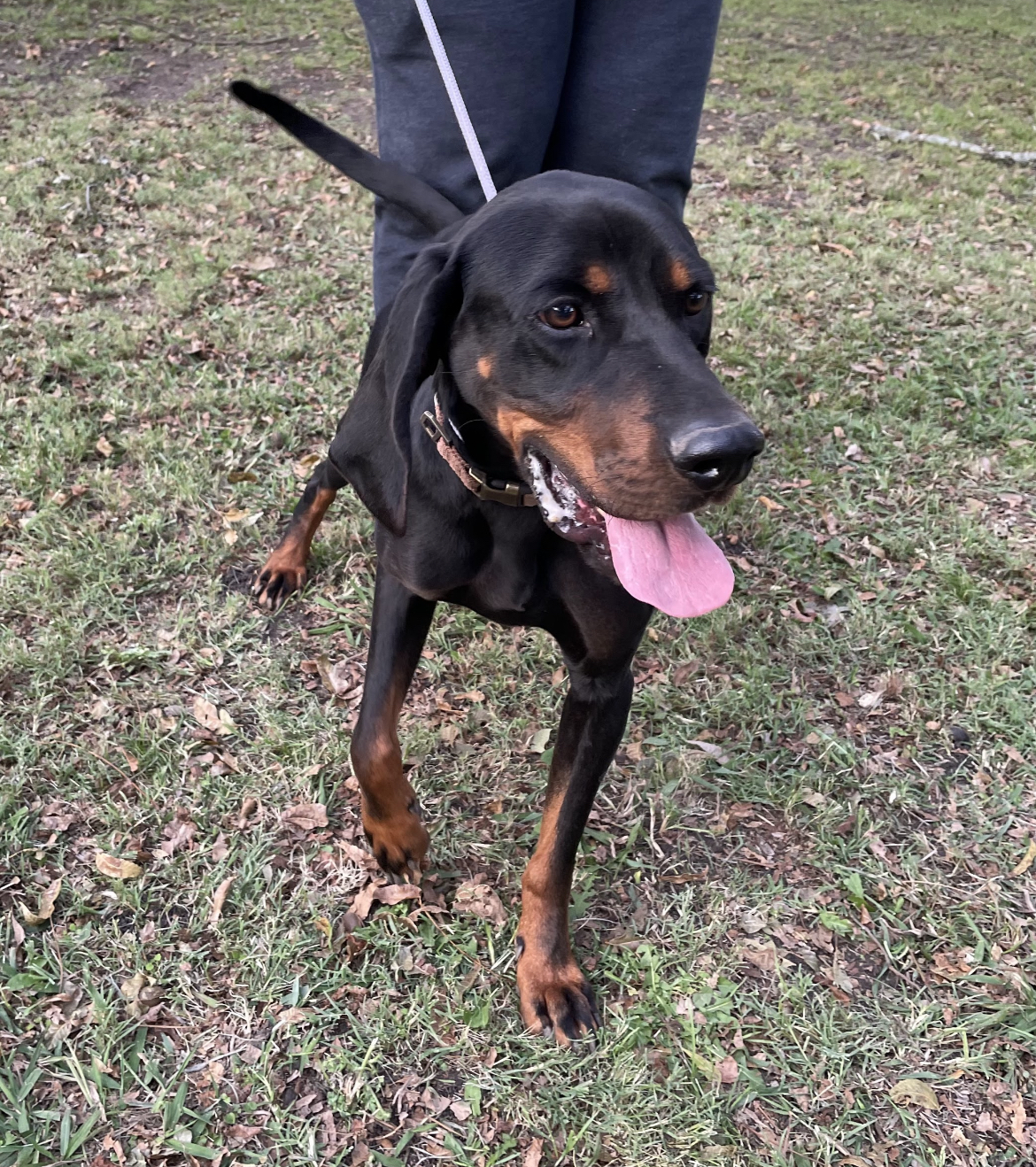 Jaxon, Adoptable, Adult Male Hound.