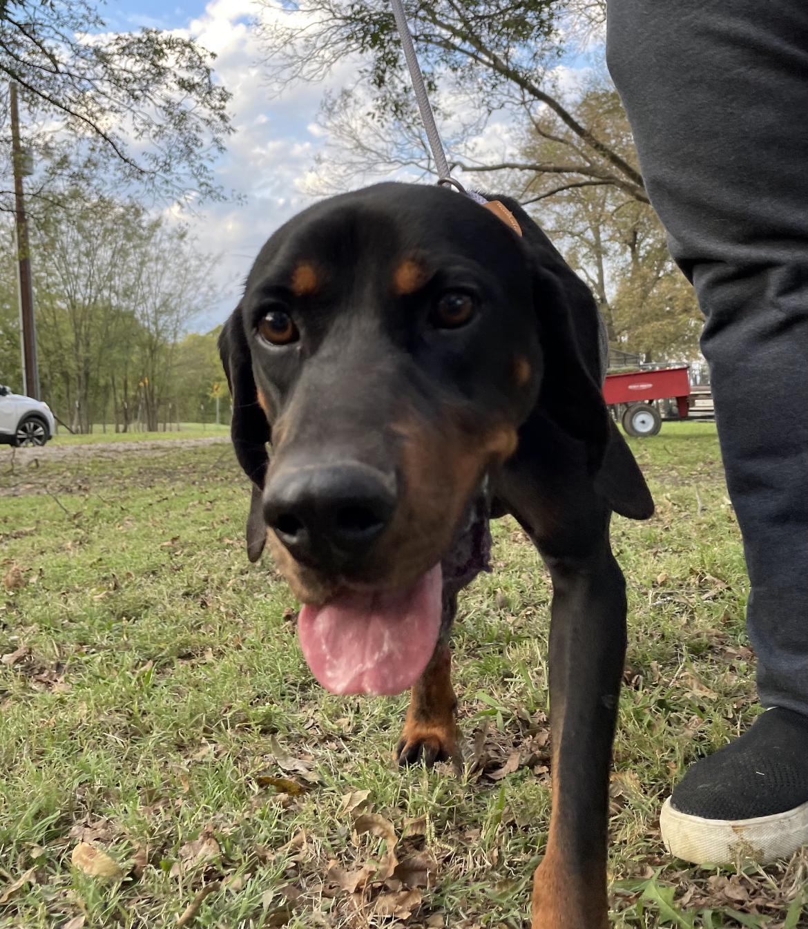 Enlarge Jaxon, a Adoptable mixed breed in Anna, TX image 2/8